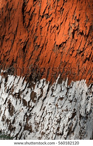 Tree trunk texture in detail