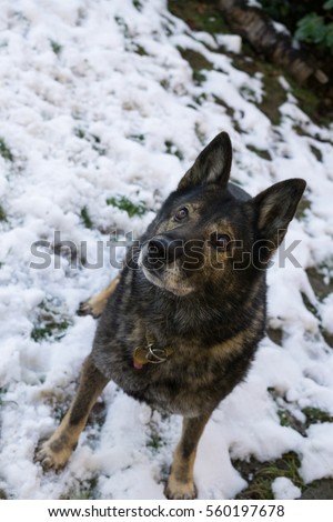 Dog enjoying snow in winter. Slovakia