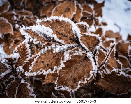 Snow covered plant in the winter in the forest