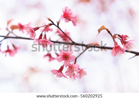 Closeup of Wild Himalayan Cherry flowers or Cherry blossom of Thailand
