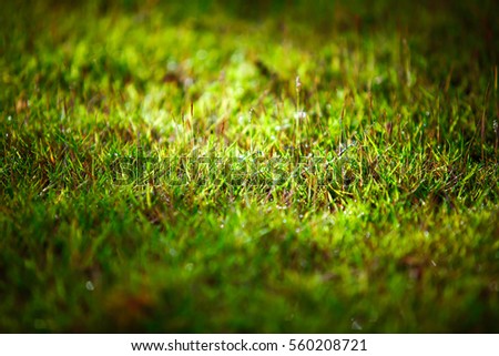 abstract natural background green bokeh blur