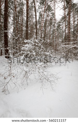 Landscape of winter pine forest covered with frost at mainly cloudy weather with 	
shrubs at foreground.