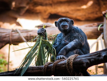 Chimpanzee eating grass bamboo Royalty-Free Stock Photo #560225761