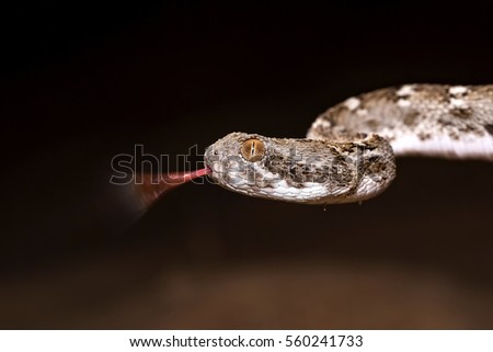 Sindh Saw-scaled Viper