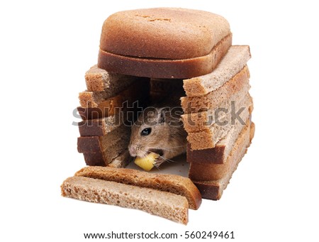 Gerbil Mouse Mat Cheese in House of Bread Pieces Isolated on White background. Realty Concept.