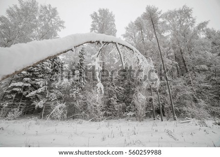 Winter snow in wood