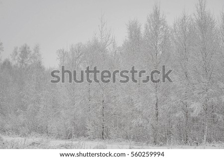 Winter snow in wood