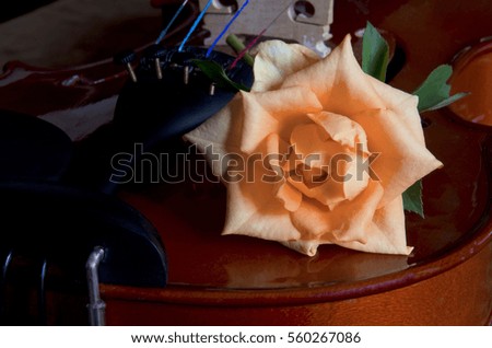 Orange rose on a violin
