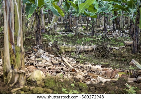 Caribbean Banana Plantation
