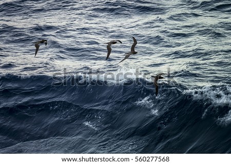 Caribbean seagulls