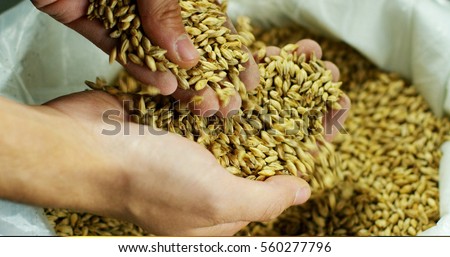 Dry malt beans ready to be used to brew the beer or the pure light or dark malt whiskey. concept of healthy and wholesome ingredients. Italian malt of barley for craft beer  Royalty-Free Stock Photo #560277796