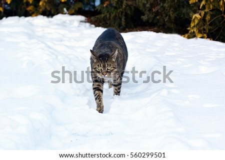 Domestic cat in winter