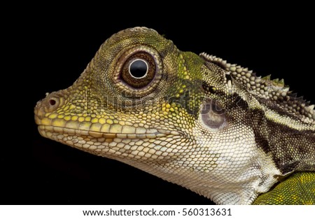 macro closeup head shot of Great Anglehead Lizard with black background