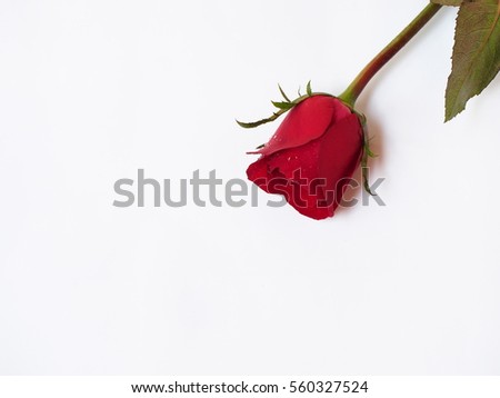 Red rose on white background,  valentines day background 