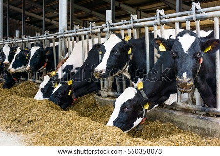 cows in a farm. Dairy cows in a farm Royalty-Free Stock Photo #560358073