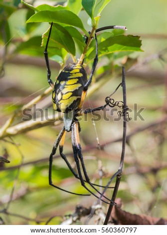 Black and Yellow Garden Spider on web