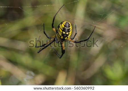 Black and Yellow Garden Spider on web Royalty-Free Stock Photo #560360992