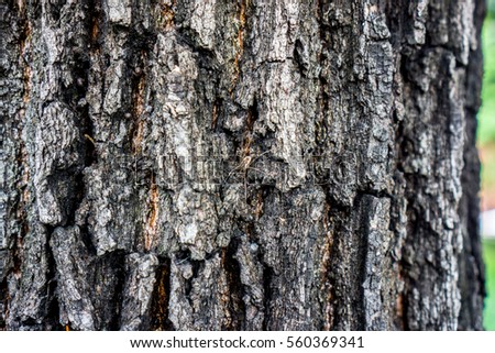 gray bark of an old tree with brown spots as natural tree background, vertical long lines and furrows in the bark of a tree as the thorny path of people life