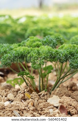 Parsley green on trees in the garden