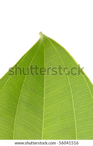 Green leaf closeup background.