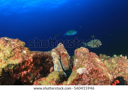 Octopus, fish and coral reef