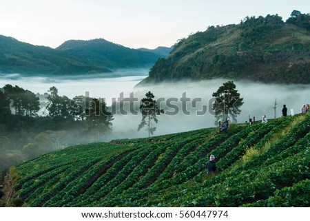 Morning light,Landscape,nature,Morning view of Doi Ang Khang,Chiangmai Province,Thailand.