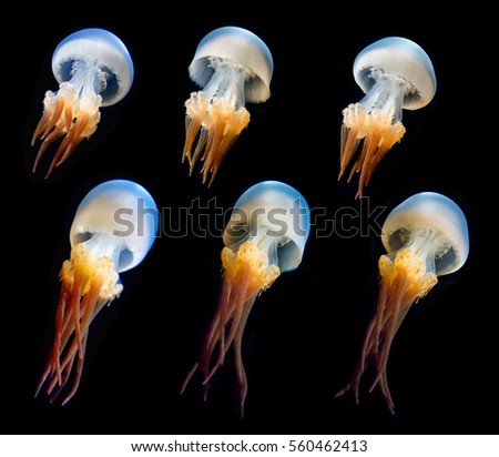 Jellyfish isolated on black background 