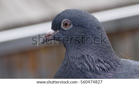 Pigeon face, profile