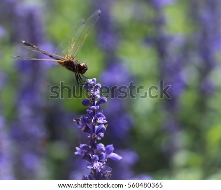 Dragonfly perched on a lavander flower .