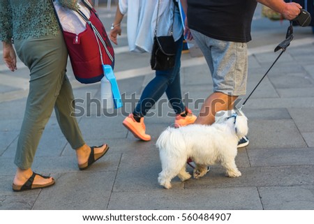 Little white dog on a leash is on a gray tile on the background of the feet of tourists and their host