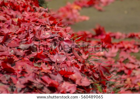 Red maple leaf fall on ground during autumn