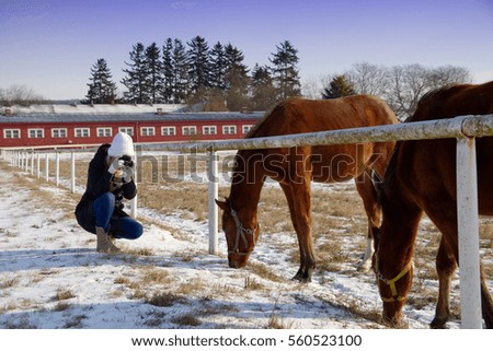 Girl photographing the horses in the paddock, young woman taking picture of horses at winter season