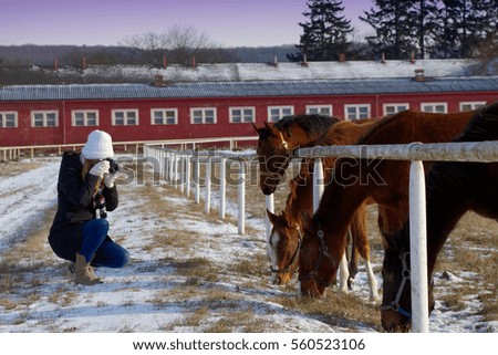 Girl photographing the horses in the paddock, young woman taking picture of horses at winter season