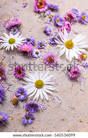 asters and daisies on a concrete background