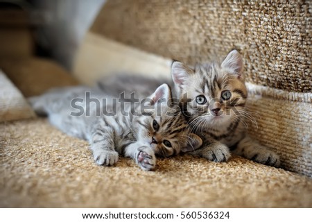 portrait of two little kittens at home on the couch Royalty-Free Stock Photo #560536324