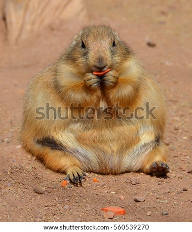 Prairie dogs are burrowing rodents native to the grasslands of North America. The five different species of prairie dogs are: black-tailed, white-tailed, Gunnison's, Utah, and Mexican prairie dogs