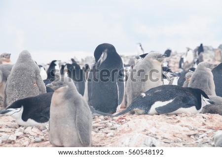 Chinstrap Penguins at Hannah Point, Antarctica. Hannah Point is located on the southern coast of Livingston Island in the South Shetland Islands, near the tip of the Antarctic Peninsula.