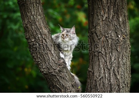 the cat has climbed highly on a tree. Portrait of a Maine Coon outdoors. Looks afar. the cat hunts. Royalty-Free Stock Photo #560550922