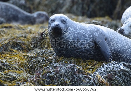 Harbor seal resting on a big bed of seaweed in Scotland. Royalty-Free Stock Photo #560558962