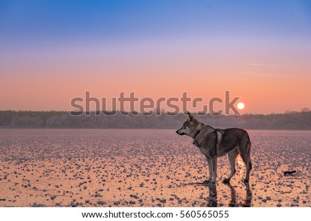 amazing picture of a wolf standing on frozen lake in the sunset