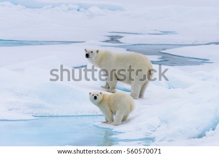 Polar bear (Ursus maritimus) mother and cub on the pack ice, north of Svalbard Arctic Norway Royalty-Free Stock Photo #560570071