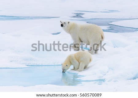 Polar bear (Ursus maritimus) mother and cub on the pack ice, north of Svalbard Arctic Norway Royalty-Free Stock Photo #560570089