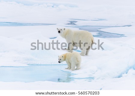 Polar bear (Ursus maritimus) mother and cub on the pack ice, north of Svalbard Arctic Norway Royalty-Free Stock Photo #560570203