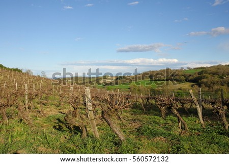 Vine in Razes, Aude, Languedoc region of France Royalty-Free Stock Photo #560572132