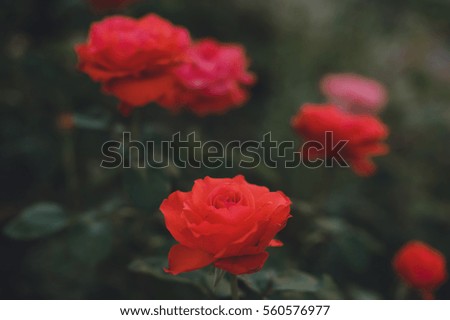 Beautiful bright flower rose growing in the garden
