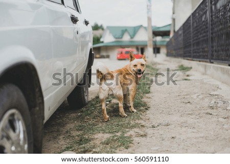 The dog is at the old white car in the village