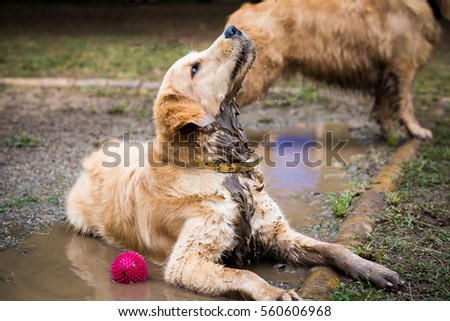 Golden Retriever cooling down in a mud puddle on a hot day.