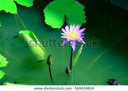 Lotus blooming flowers on water.