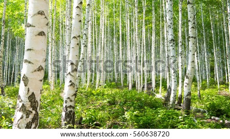 Summer birch forests Royalty-Free Stock Photo #560638720