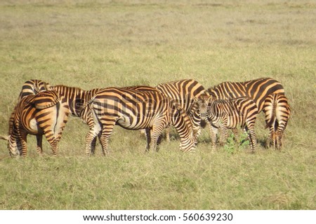 Kenya / Africa / Zebras